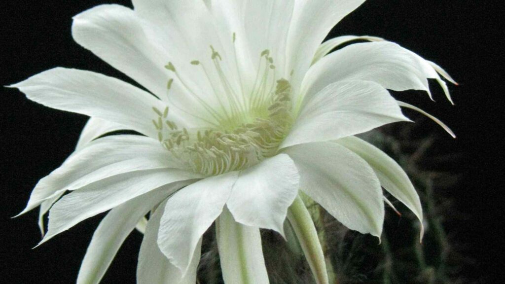 Queen of the Night rare cactus flower blooming only once a year at night”