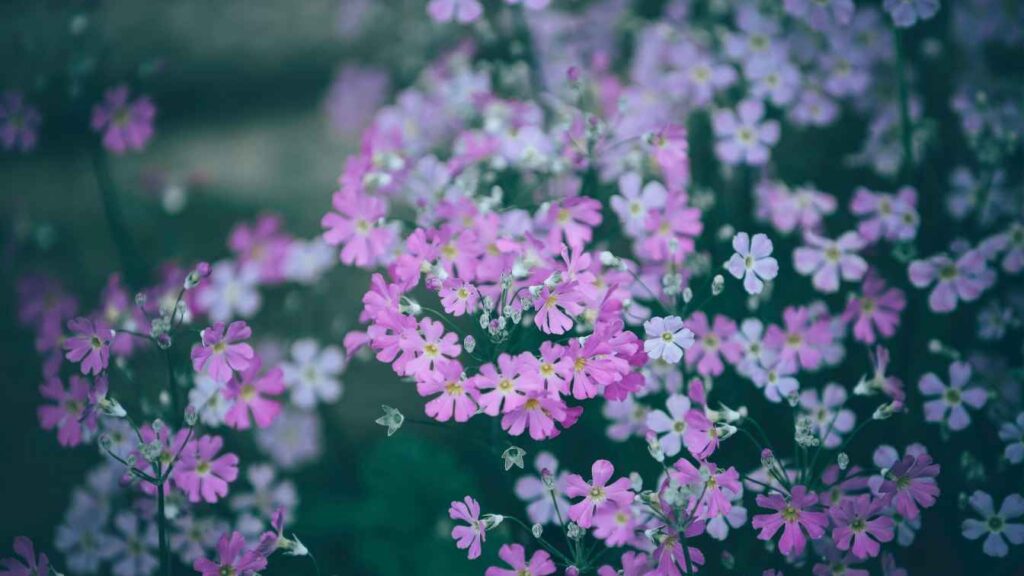 Gibraltar Campion (Silene tomentosa)