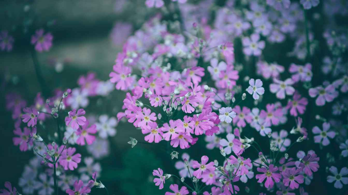 Gibraltar Campion (Silene tomentosa)