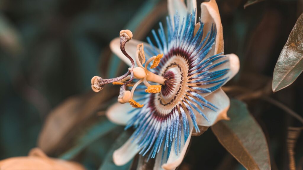 “Blue Passion Flower rare exotic flower with purple and blue filaments”