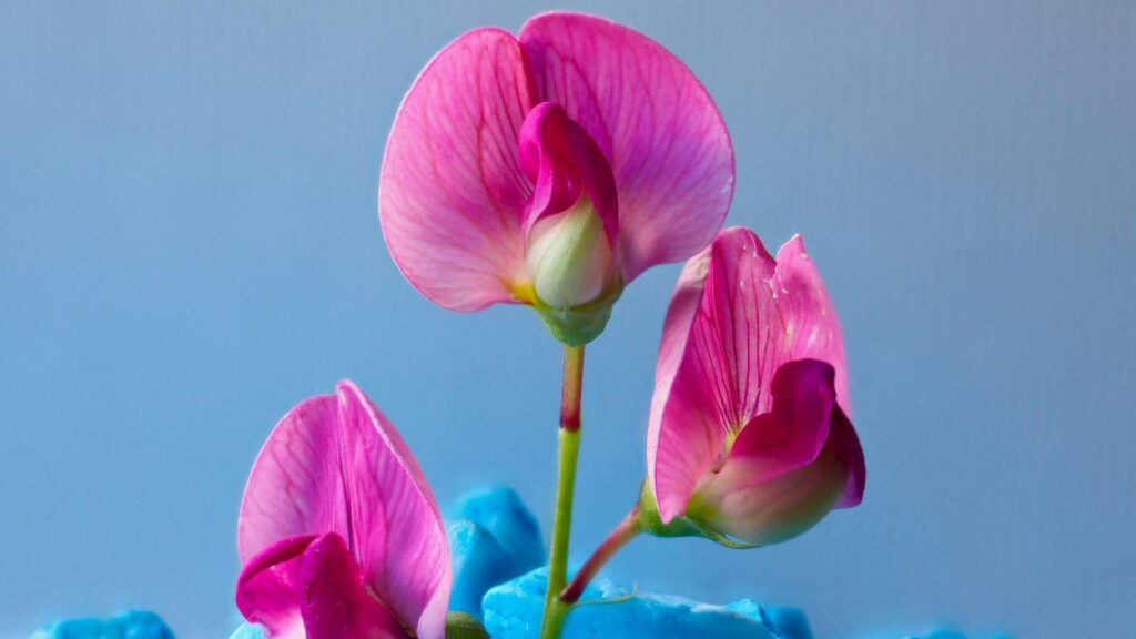 “Corpse Flower giant rare bloom with strong odor”