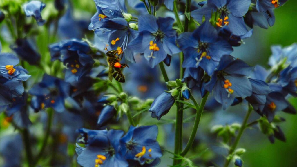 “Blue Himalayan Poppy rare flower with vibrant blue petals”