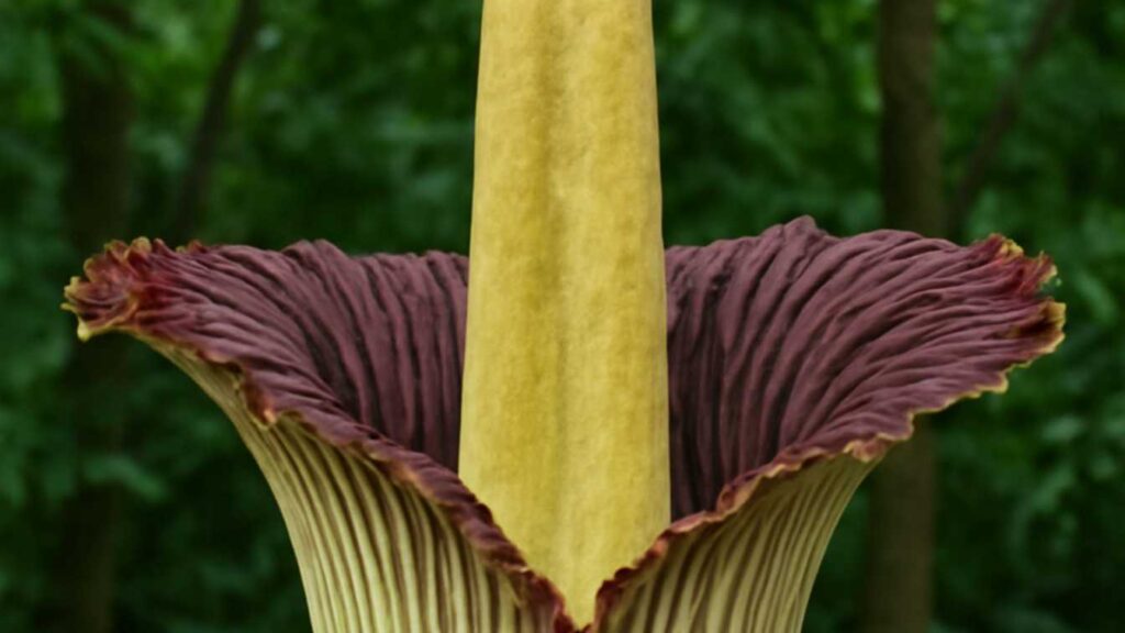 Corpse Flower (Amorphophallus titanum)