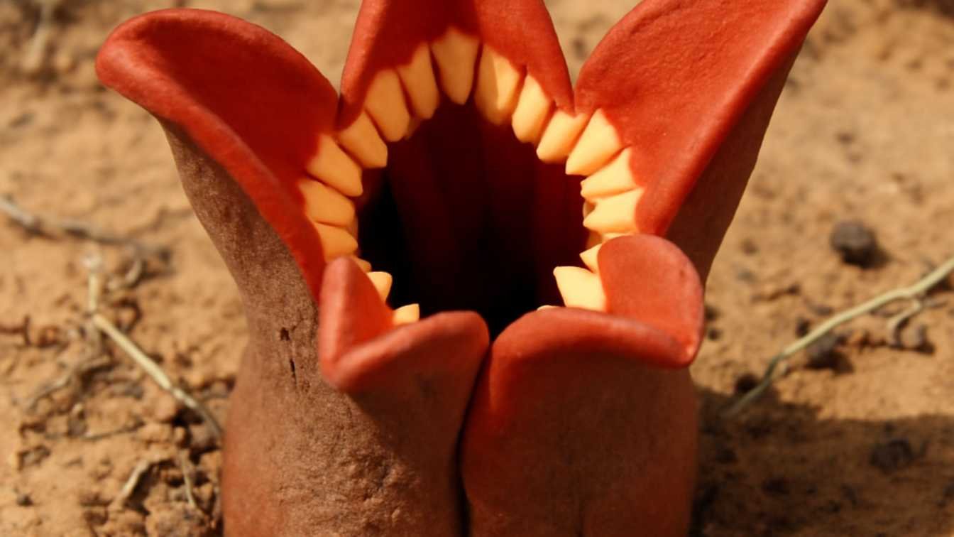 Most Unique Flower Shapes in the World 1 Most Unique Flower Shapes
