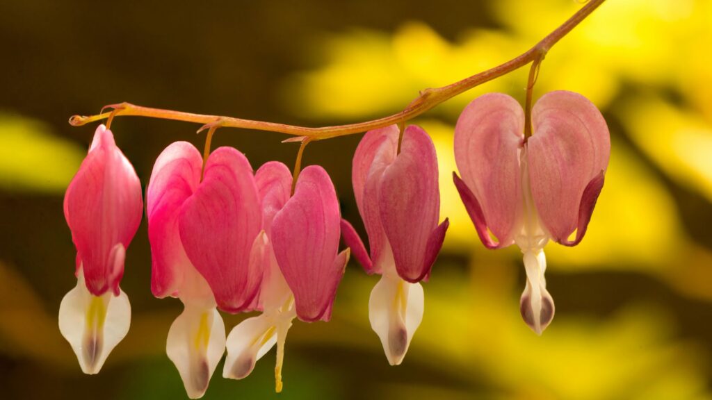 “Bleeding Heart pink flower shaped like a heart with a droplet”