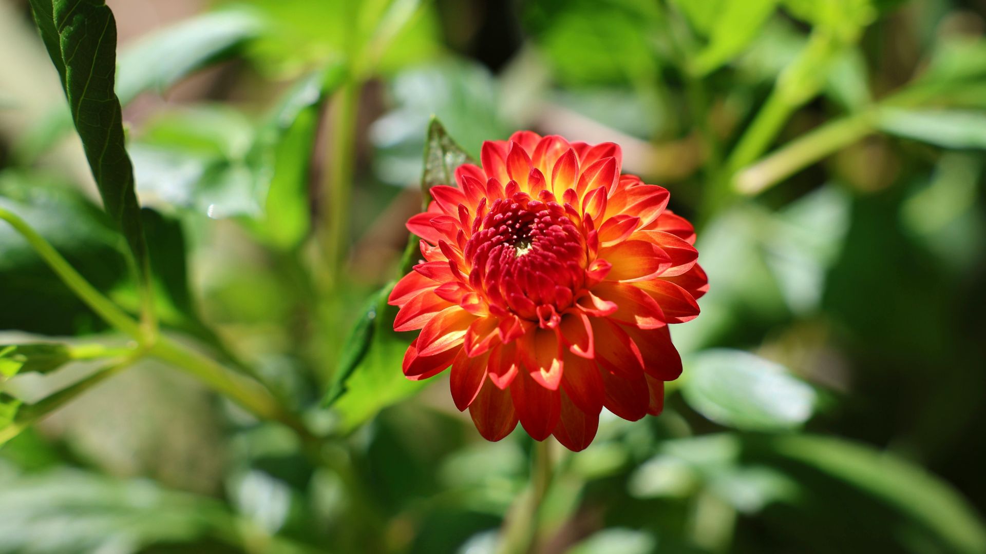 Kadupul Flower (Epiphyllum oxypetalum)