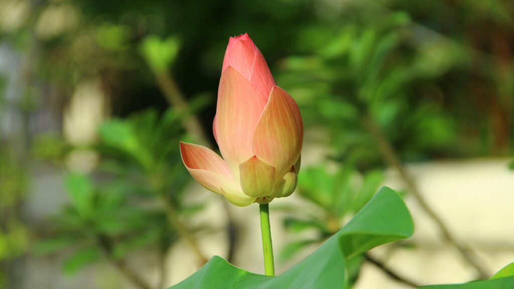 “Kadupul Flower rare night-blooming flower from Sri Lanka”