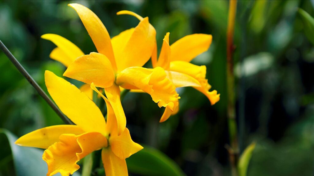 Yellow Lady’s Slipper Orchid rare wild orchid shaped like a slipper”