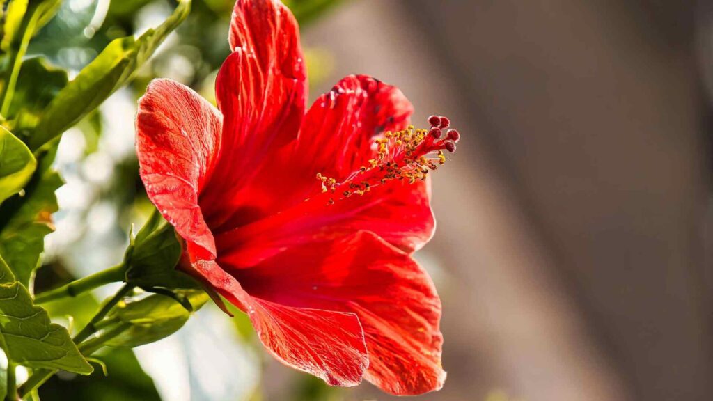 Middlemist’s Red rare pink flower with camellia-like petals”