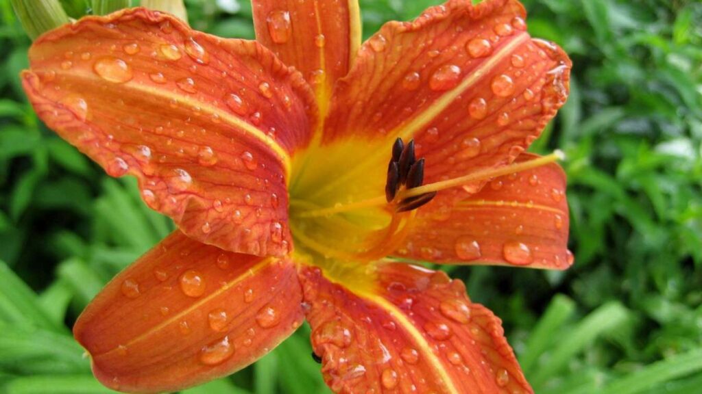 youtan poluo rare flowers