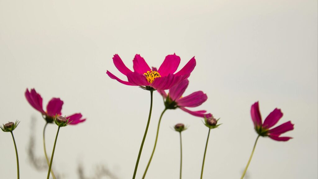 Chocolate Cosmos dark maroon flower with chocolate fragrance”