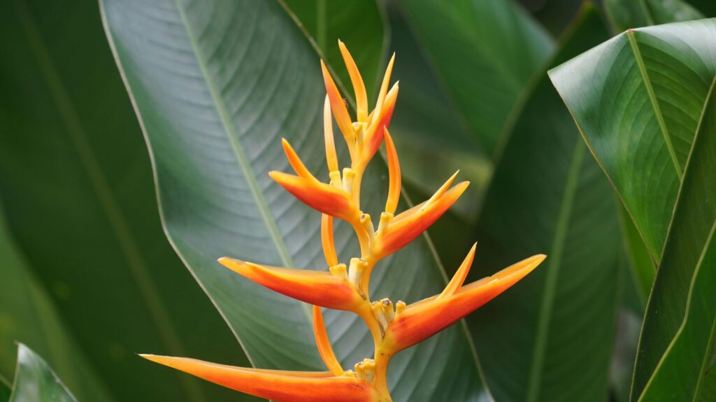 “Parrot’s Beak flower with fiery orange petals shaped like a beak”