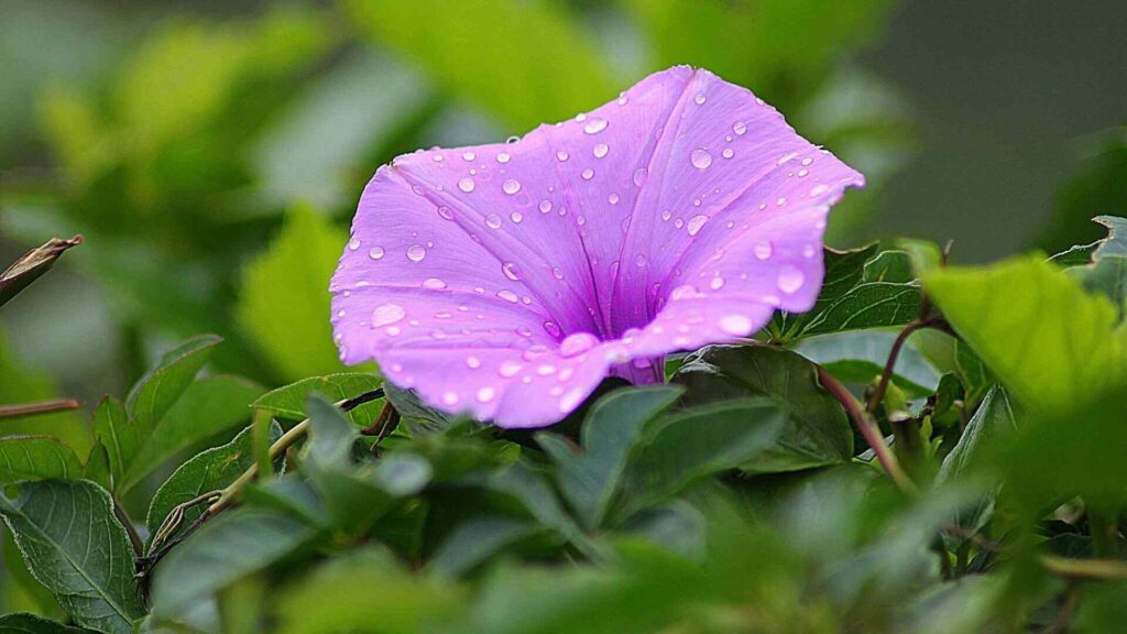 “Jade Vine exotic turquoise hanging flowers from the Philippines”