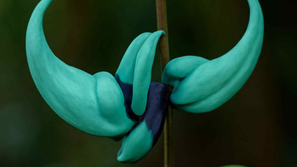 Jade Vine (Strongylodon macrobotrys)