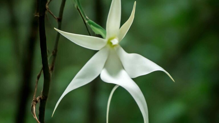 Ghost Orchid (Dendrophylax lindenii)