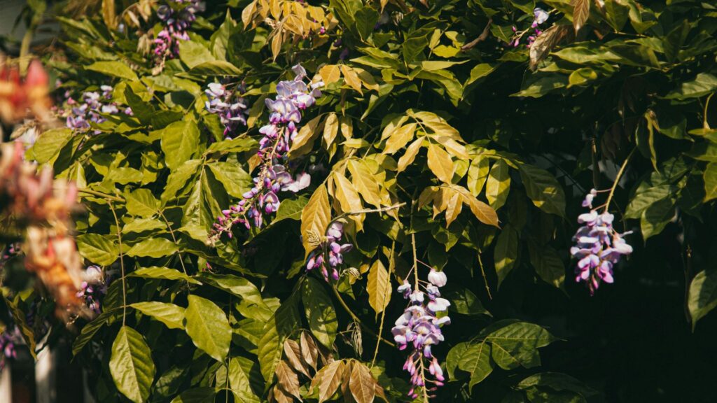 Wisteria