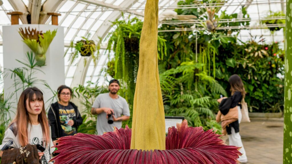 Titan Arum