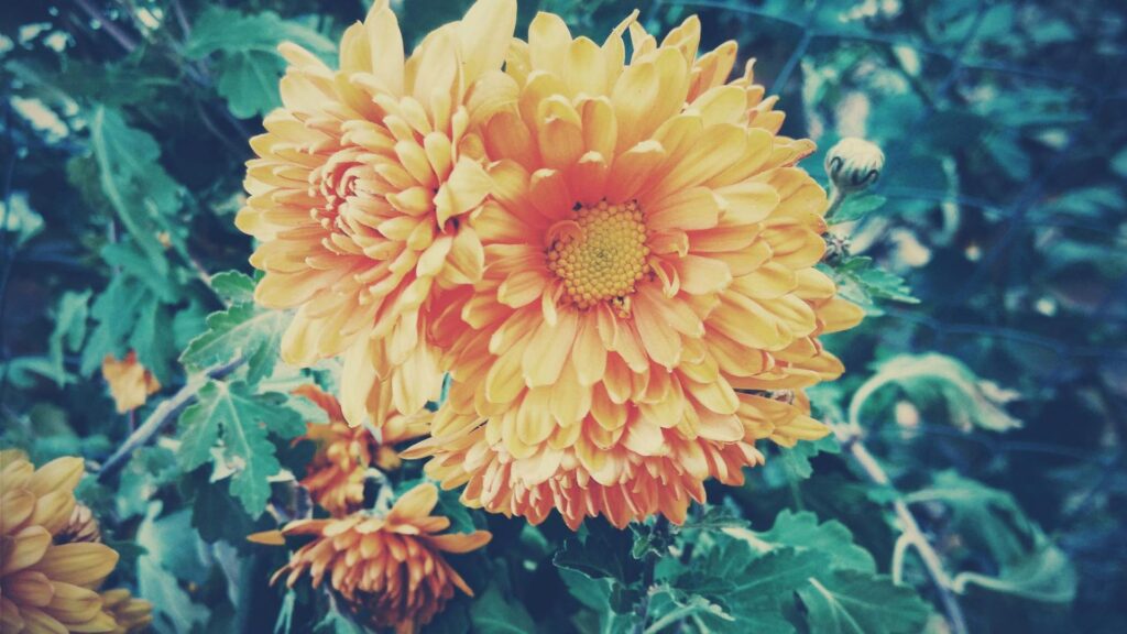 Chrysanthemum (China & Japan)