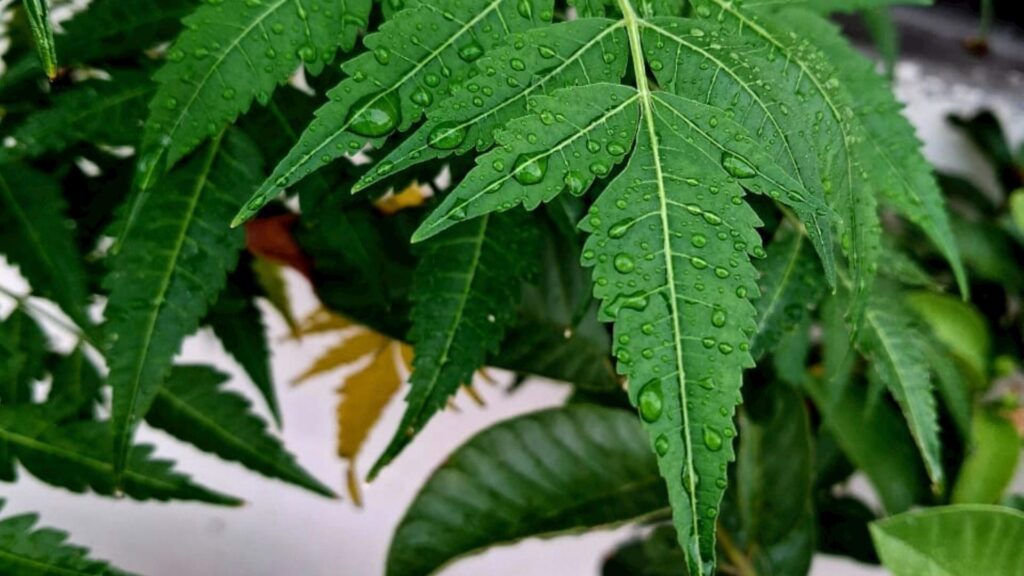 Neem – The Village Pharmacy