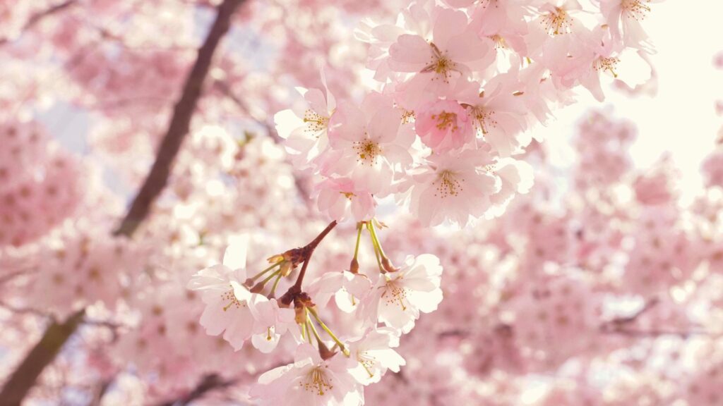 Cherry Blossom