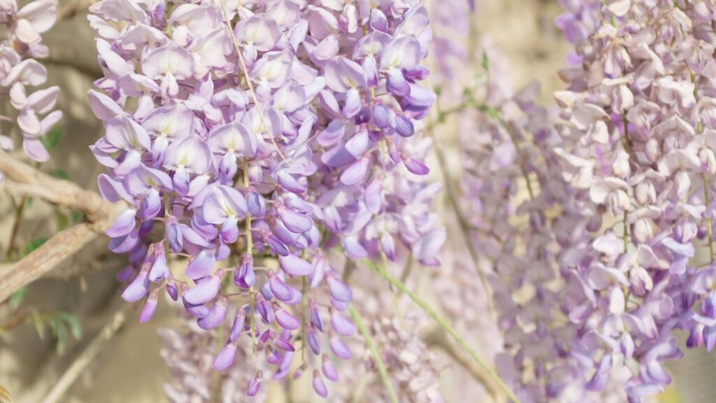 Wisteria