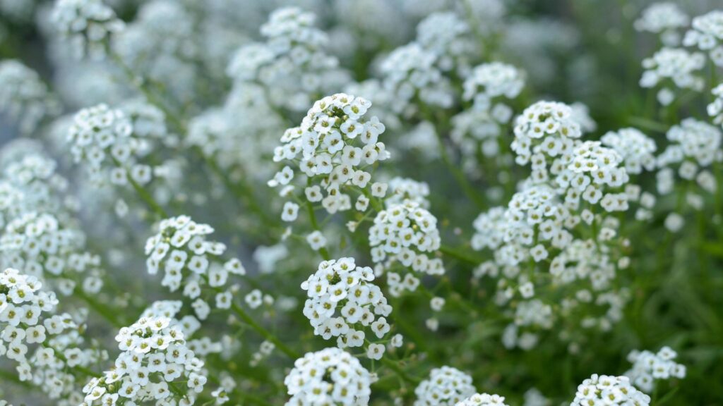 Sweet Alyssum