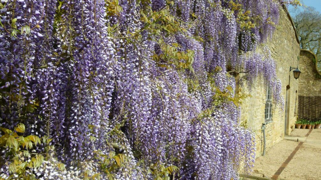 Wisteria