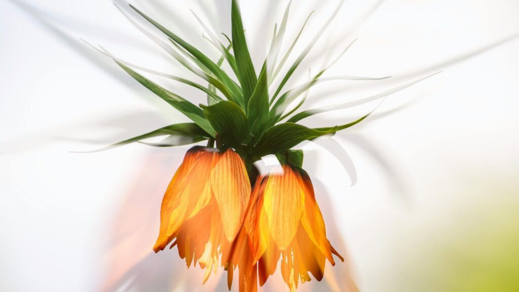 Snake’s Head Fritillary