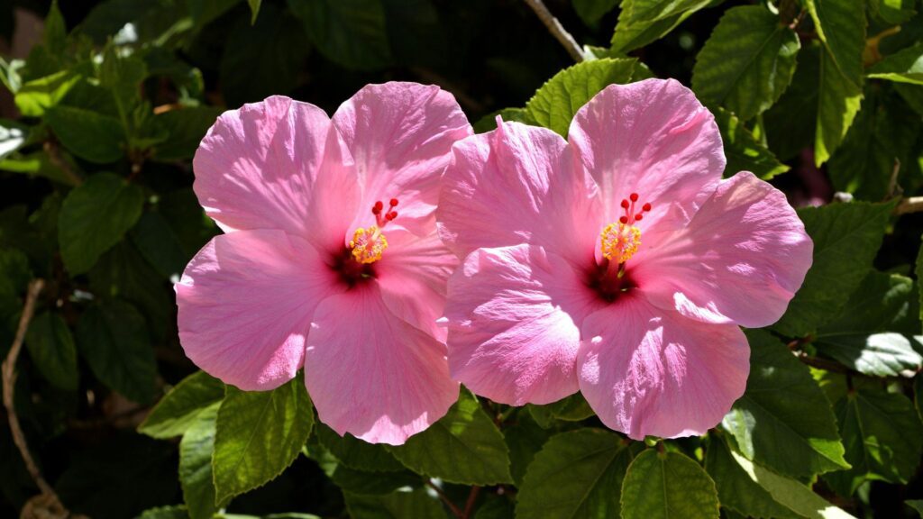 Hibiscus (Hawaii & Pacific Islands)