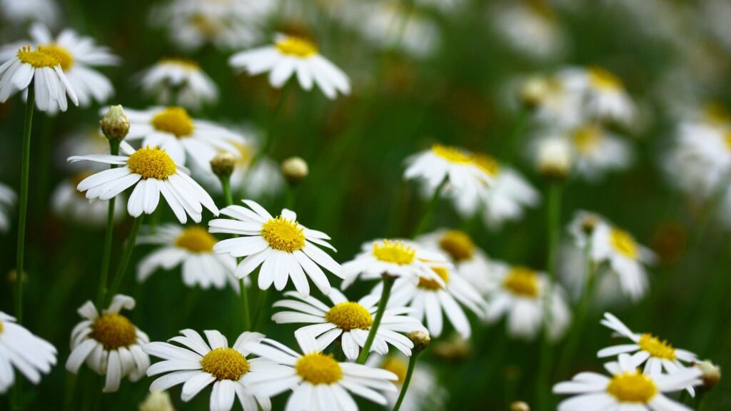 Chamomile – The Sleep Flower