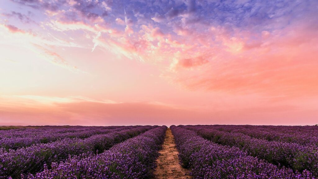 Lavender field