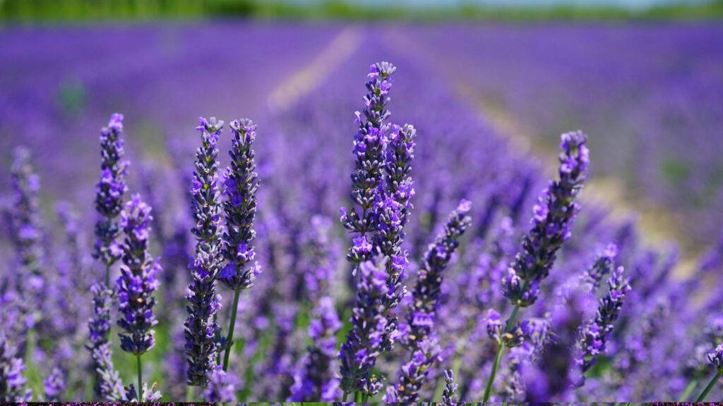 Lavender