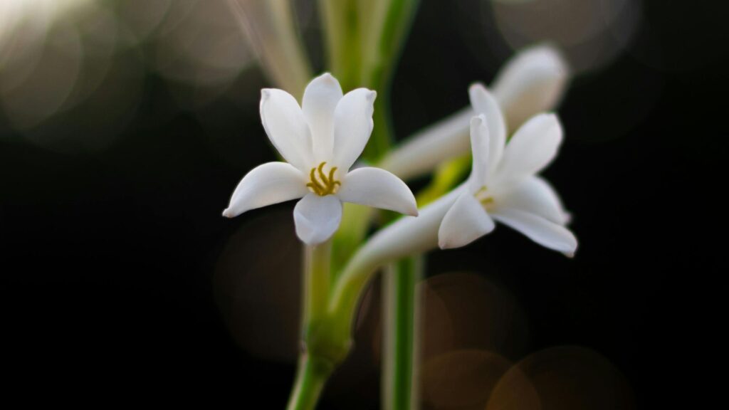 Tuberose