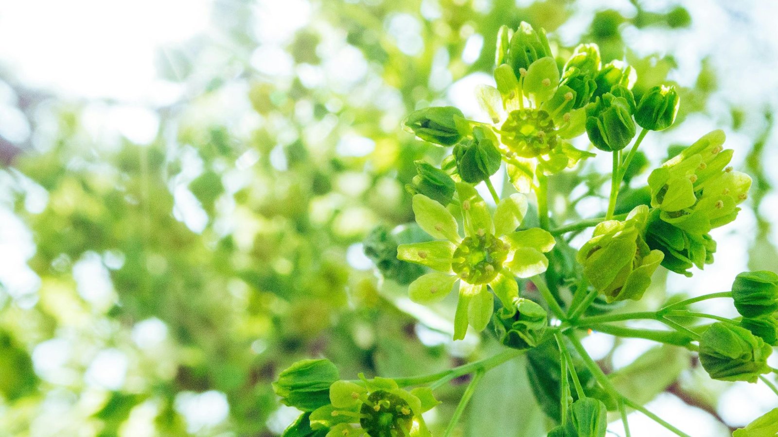 10 Rare Green Flowers You Should Know About 1 Rare Green Flowers
