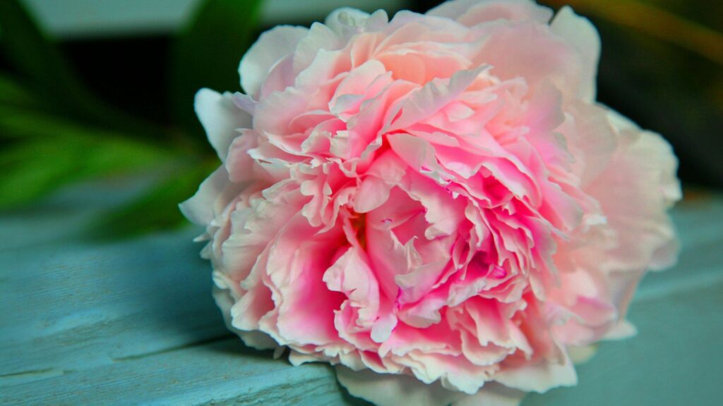 Peony