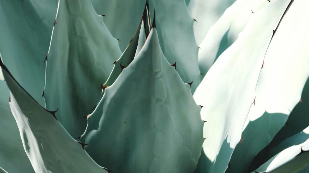 Agave Americana