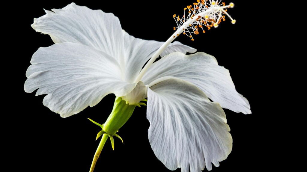 Hibiscus (Hawaii & Pacific Islands)