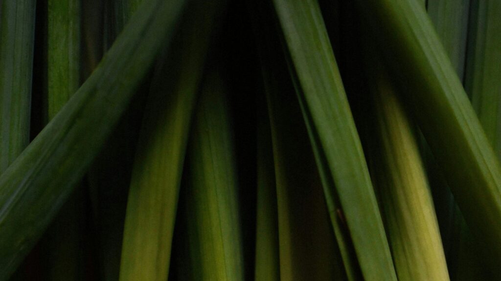 Lemongrass – The Detox Herb