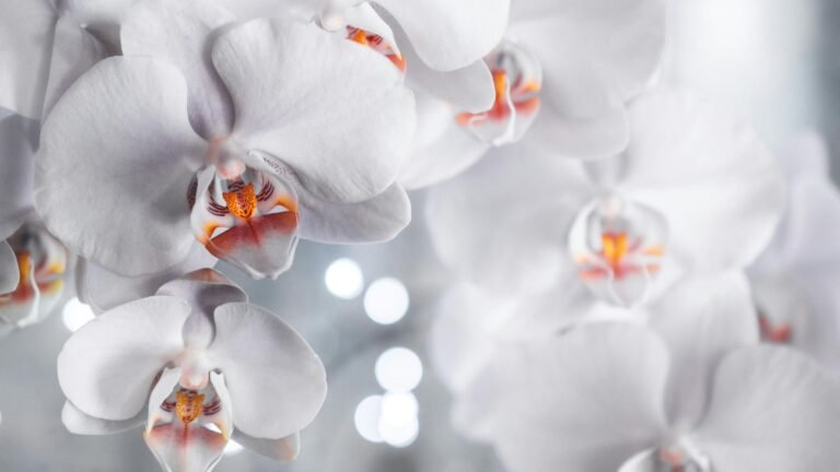 Best Indoor Flowering Plants