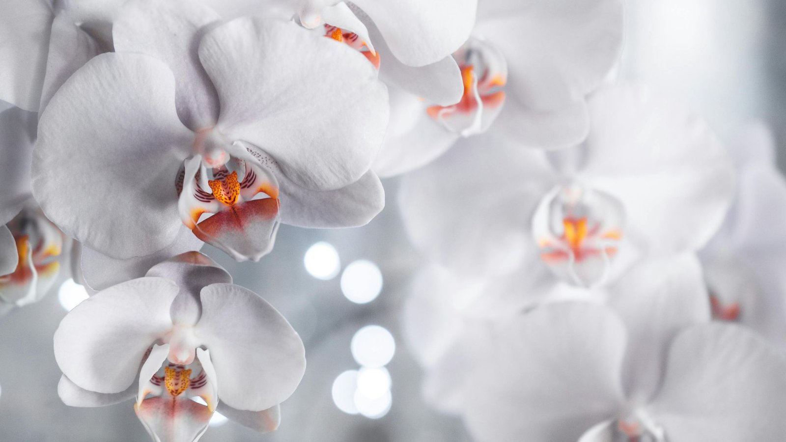 Best Indoor Flowering Plants (2026): 25 Beautiful Home Blooms 1 Best Indoor Flowering Plants