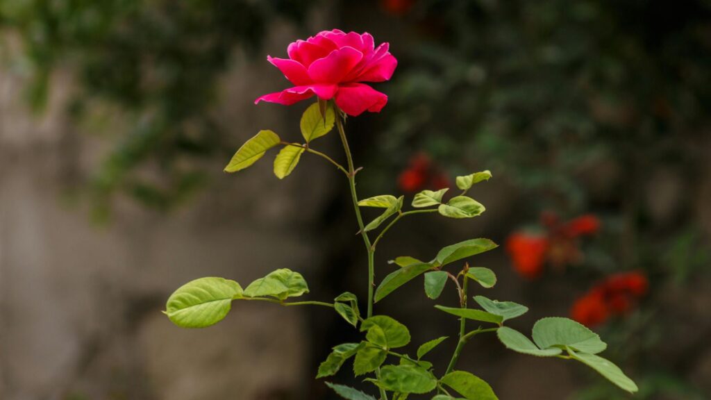 Beautiful rose flower