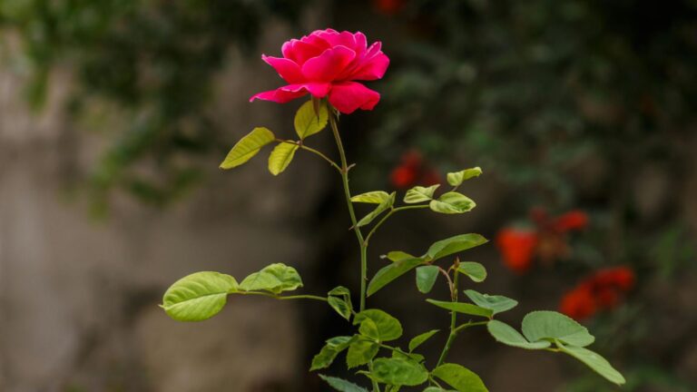 Beautiful rose flower