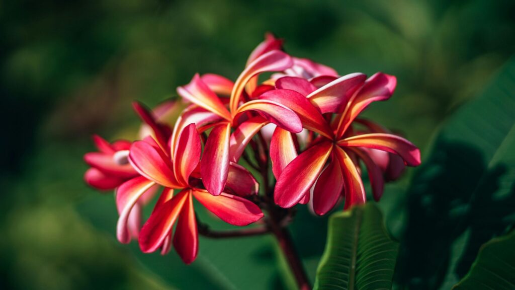 Plumeria