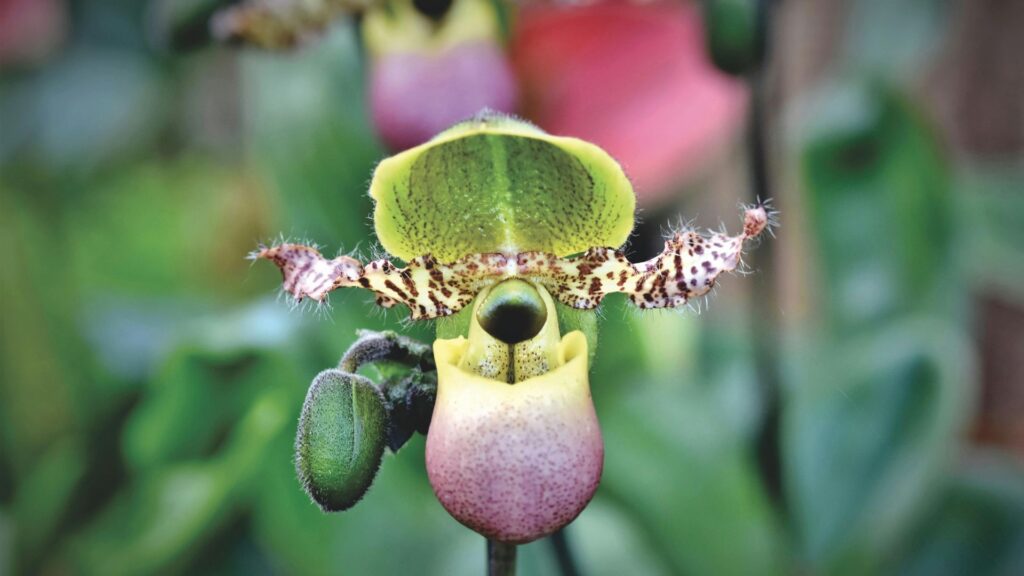Yellow Lady’s Slipper Orchid