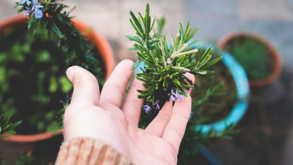 Rosemary – The Memory Booster