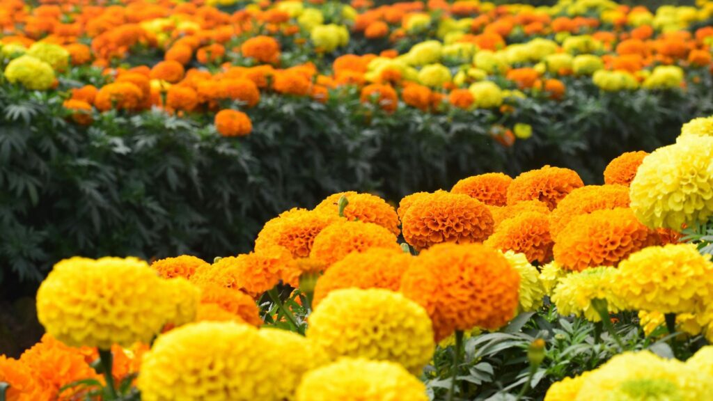 Marigold (Mexico & India)