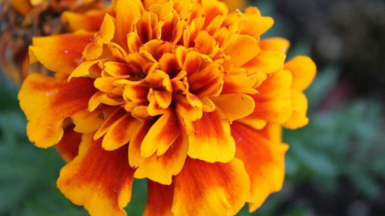Marigold (Mexico & India)Rare Flowers in India