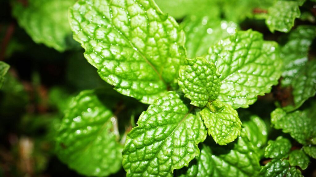 Peppermint – The Refreshing Healer