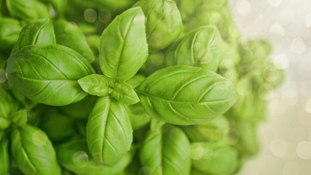 Holy Basil (Tulsi) – The Queen of Herbs