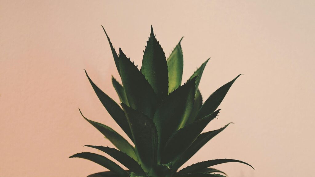 Aloe Vera – The “Plant of Immortality”